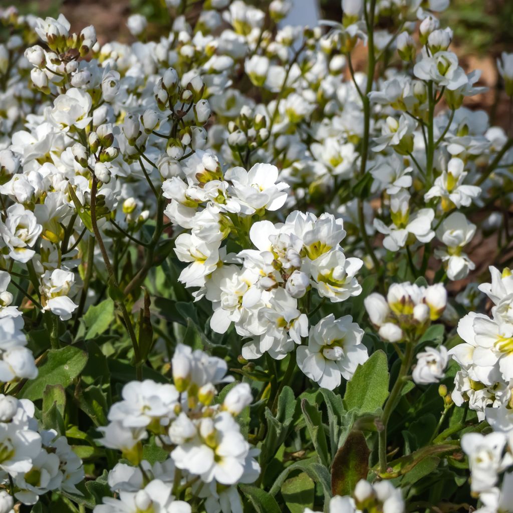Arabis caucasica Plena - Kaukasische Gänsekresse