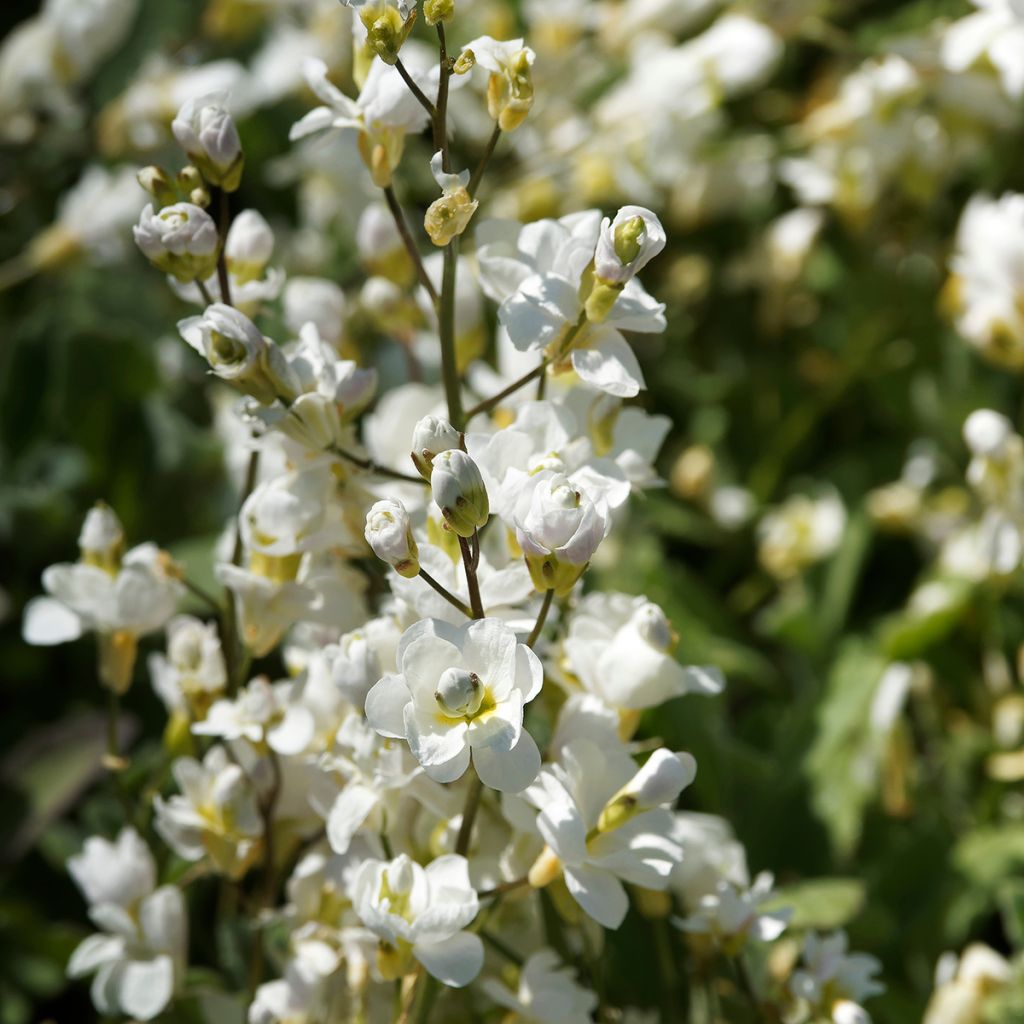 Arabis caucasica Plena - Kaukasische Gänsekresse