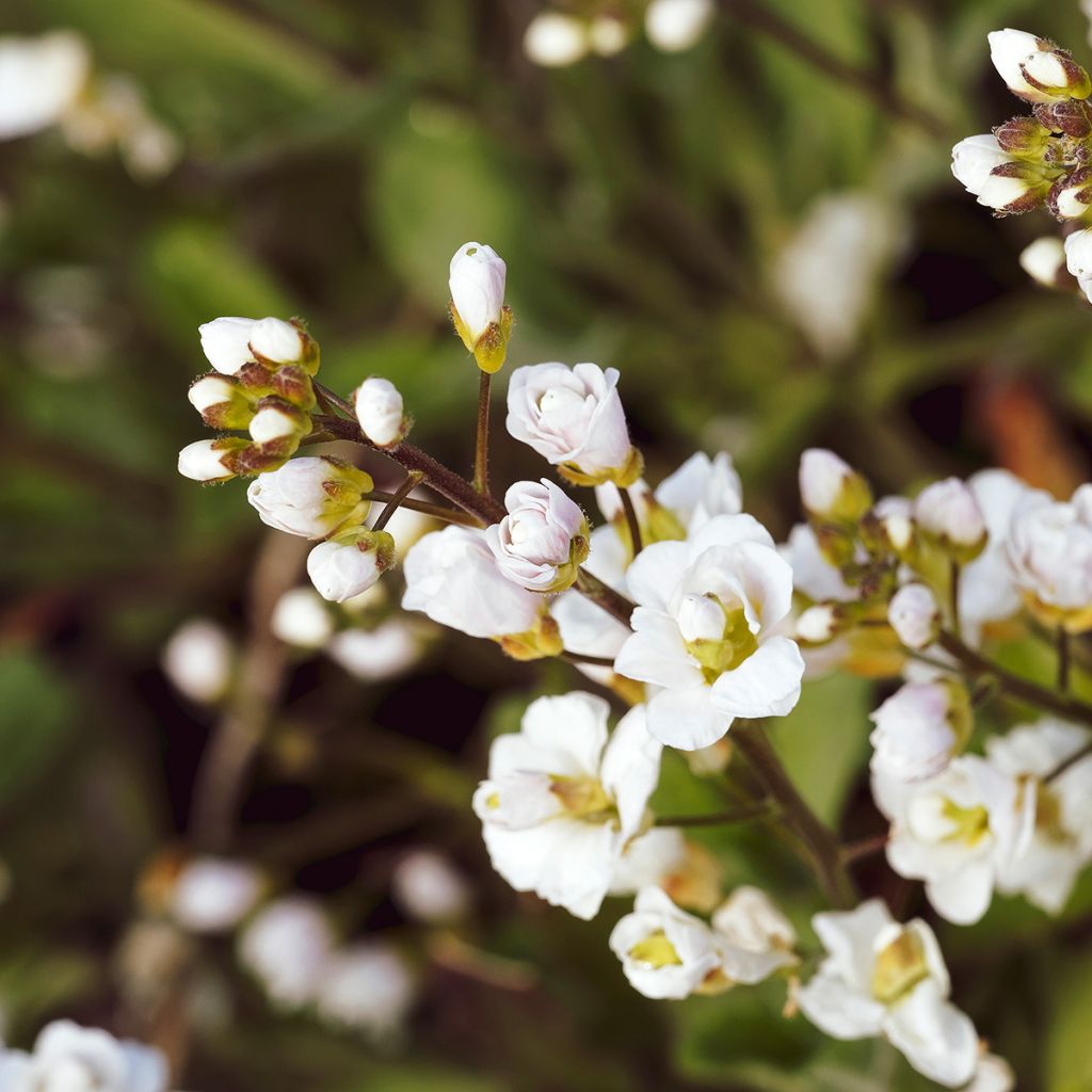 Arabis caucasica Plena - Kaukasische Gänsekresse