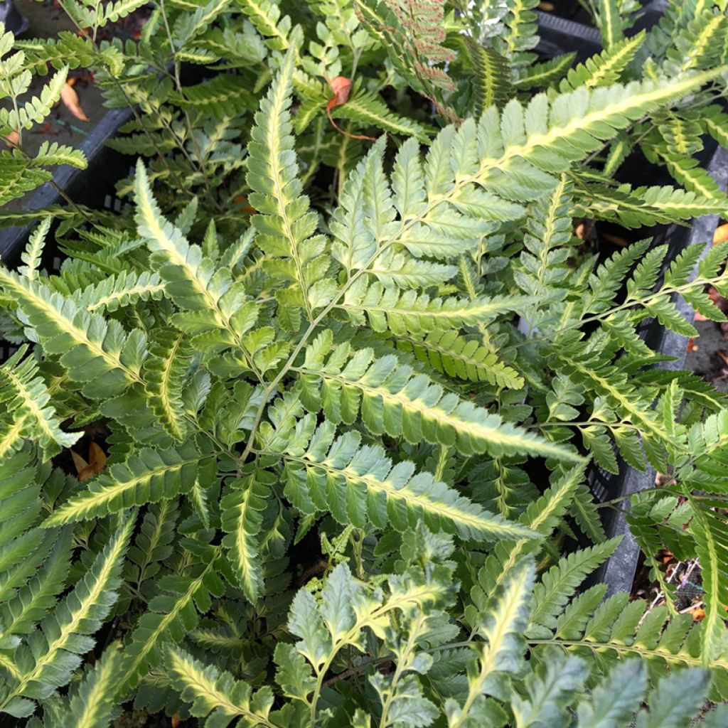 Arachniodes simplicior - Eidechsen Farn