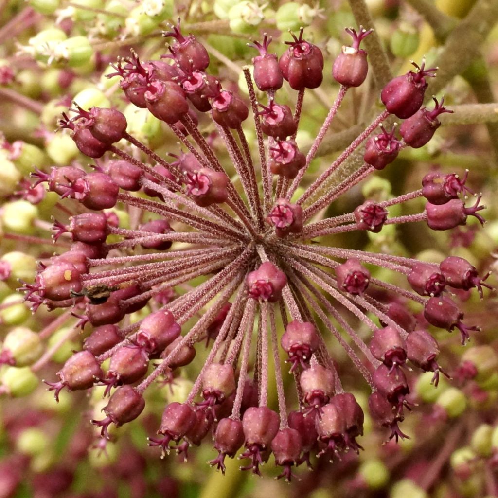 Aralia californica - Kalifornischer Aralie