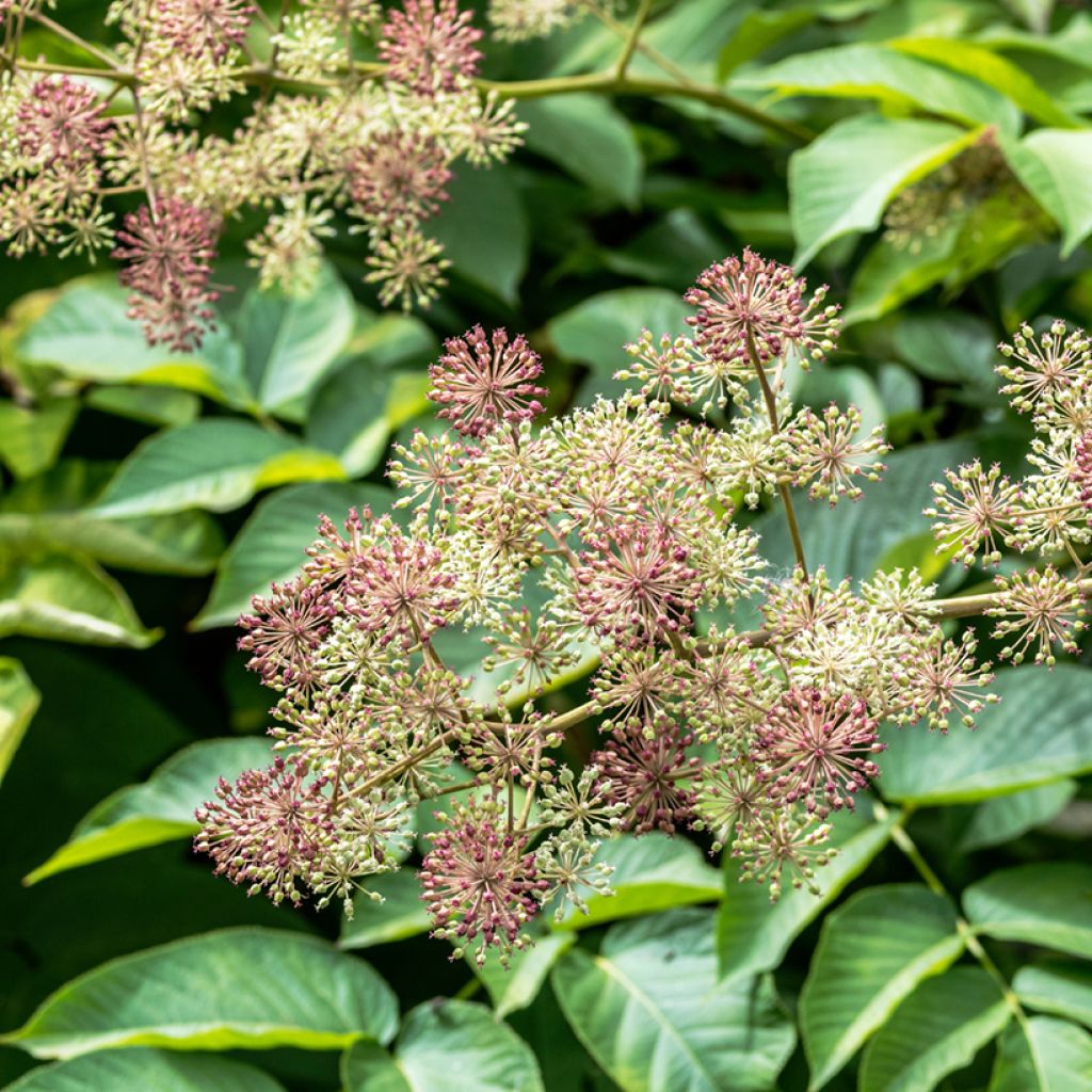 Aralia californica - Kalifornischer Aralie
