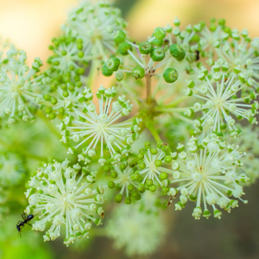 Aralia cordata Sun King - Gelblaubige Staudenaralie