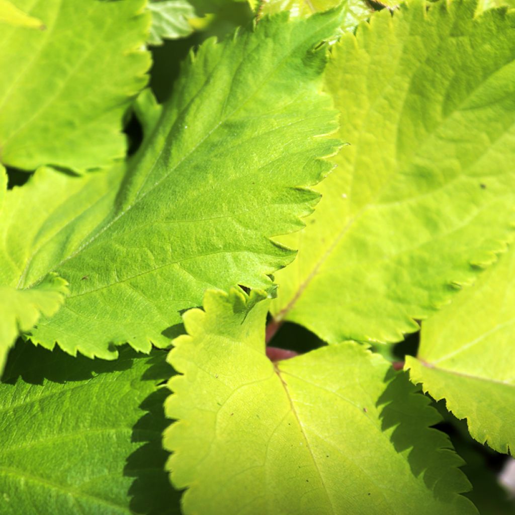 Aralia cordata Sun King - Gelblaubige Staudenaralie