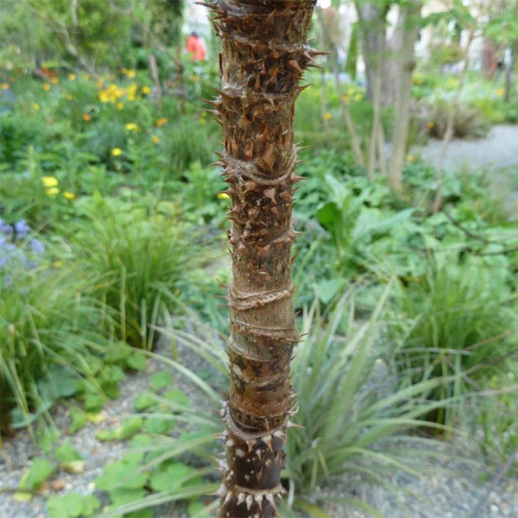 Aralia spinosa - Japanischer Angelikabaum
