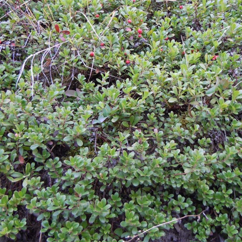 Arctostaphylos uva-ursi - Raisin d'ours