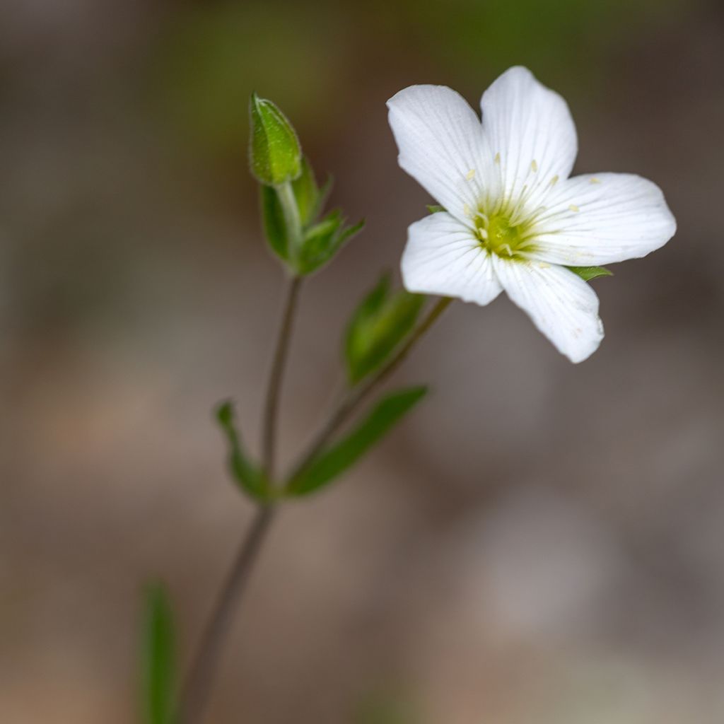 Arenaria montana - Berg-Sandkraut