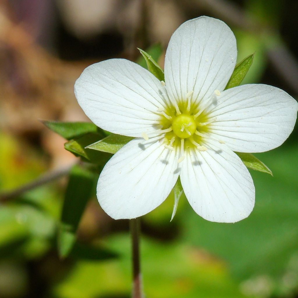 Arenaria montana - Berg-Sandkraut