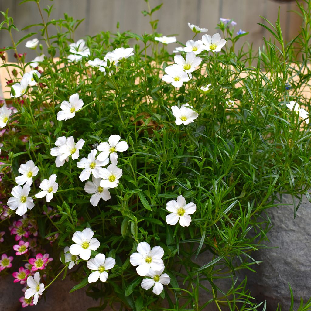 Arenaria montana - Berg-Sandkraut