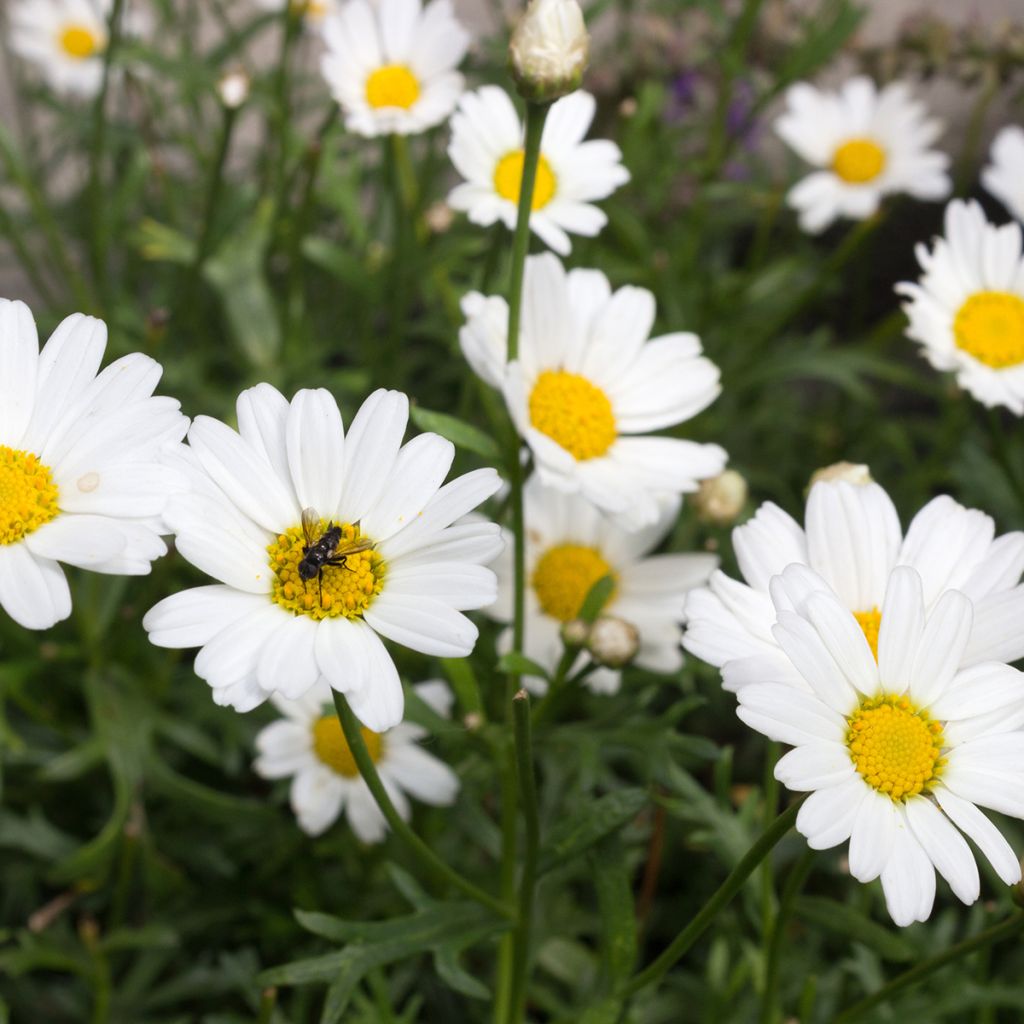 Kanarische Strauch-Margerite Everest White - Argyranthemum frutescens