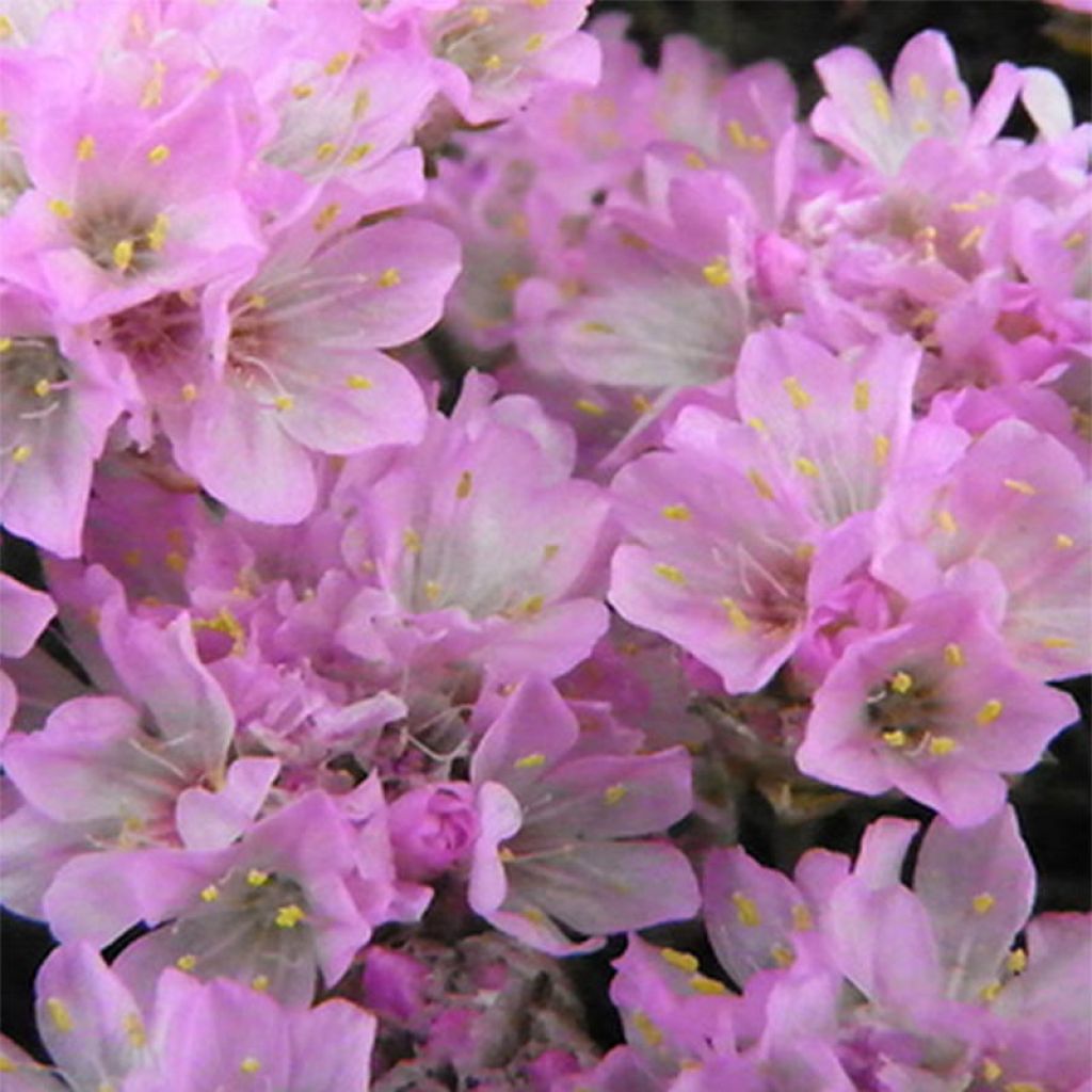 Armeria juniperifolia Bevan s Variety - Zwerg-Grasnelke