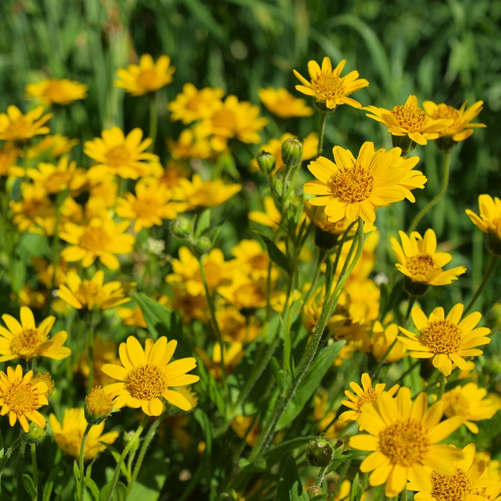 Arnika - Arnica montana