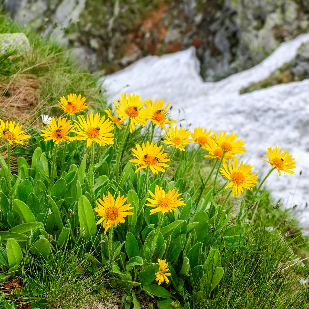 Arnika - Arnica montana