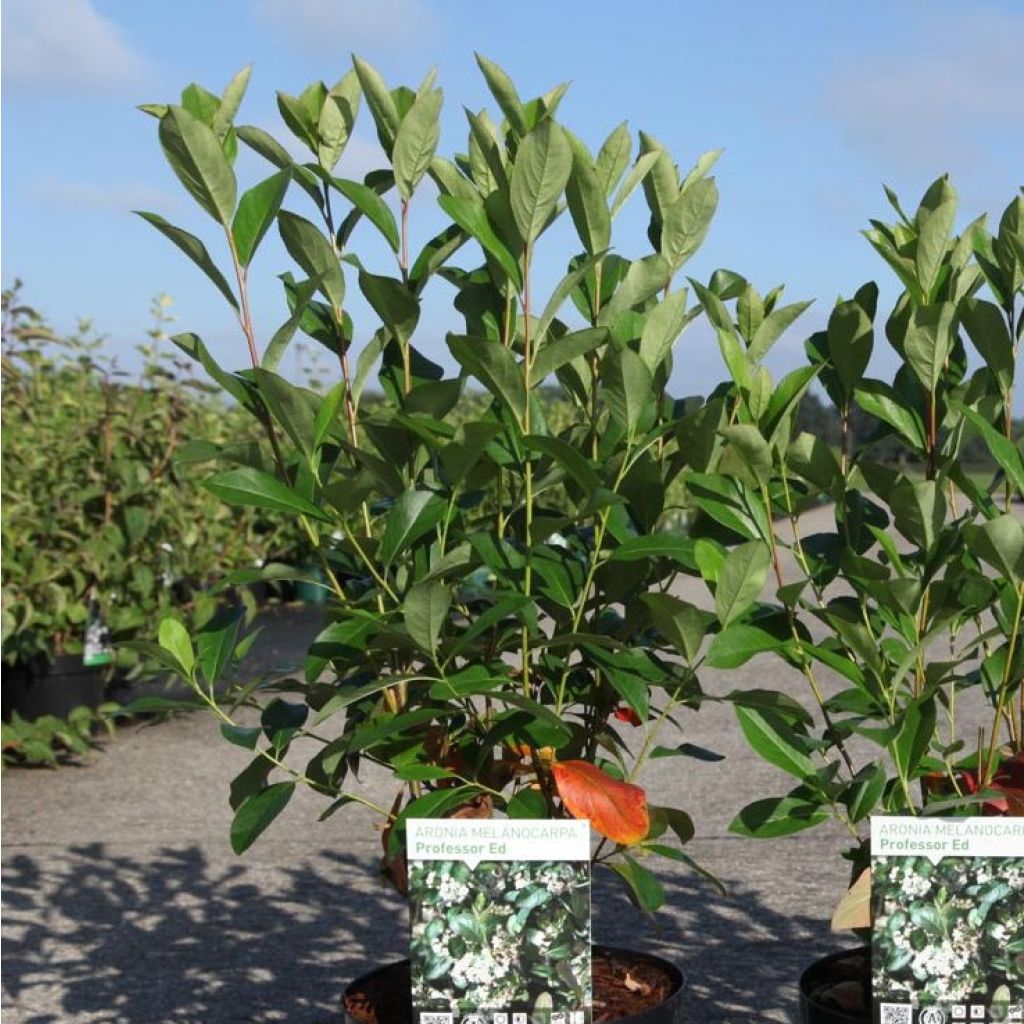 Apfelbeere - Aronia melanocarpa