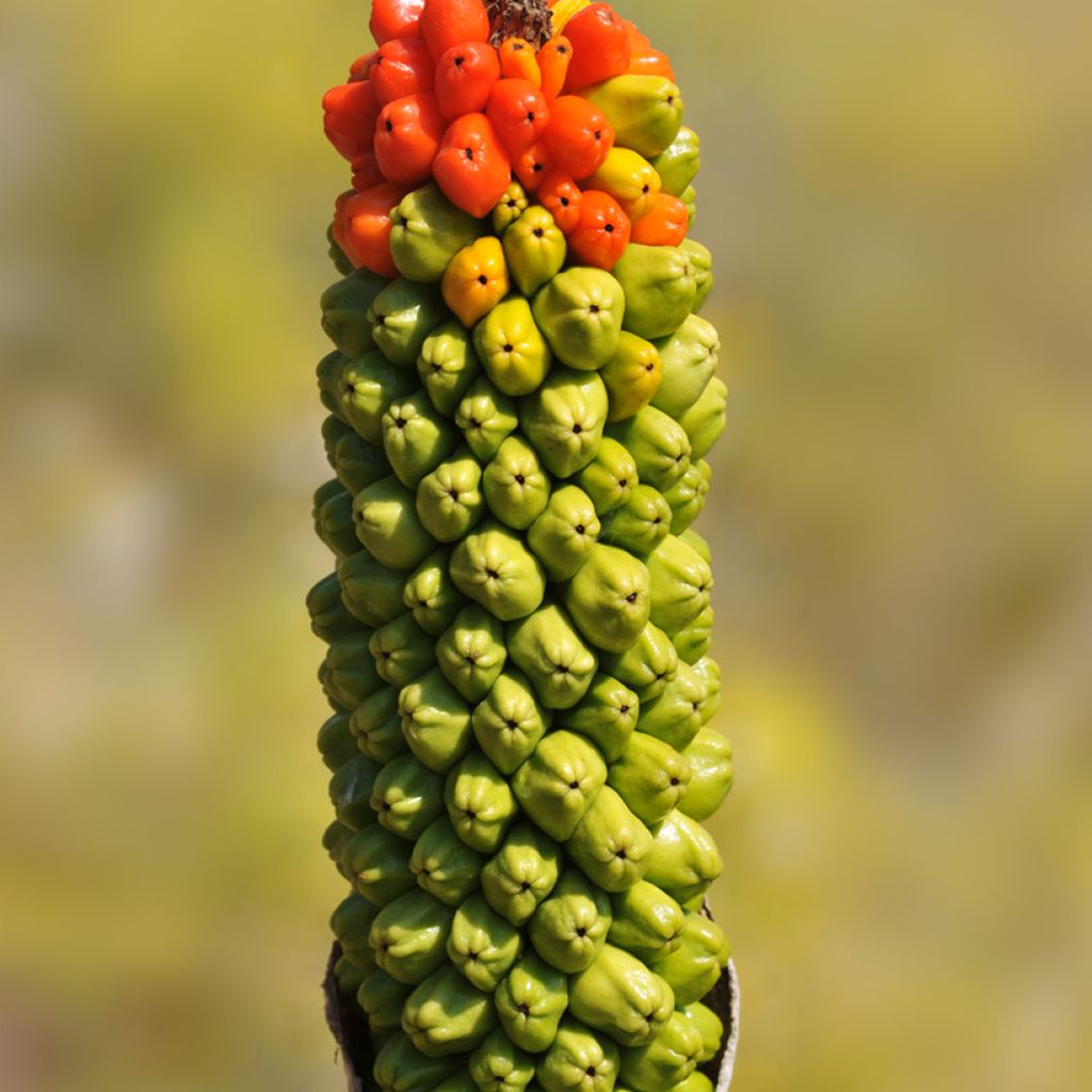 Arum dioscoridis - Dioskurides-Aronstab