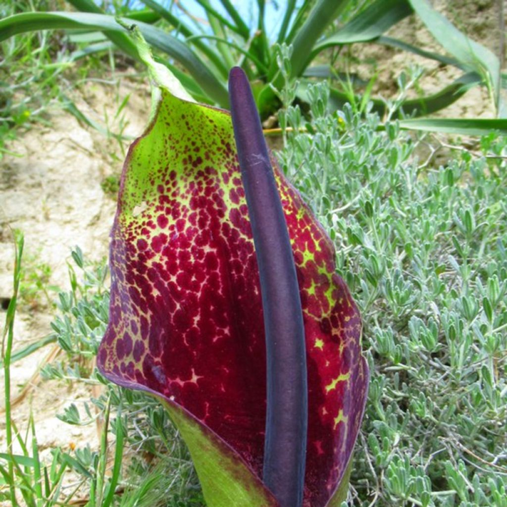 Arum dioscoridis - Dioskurides-Aronstab