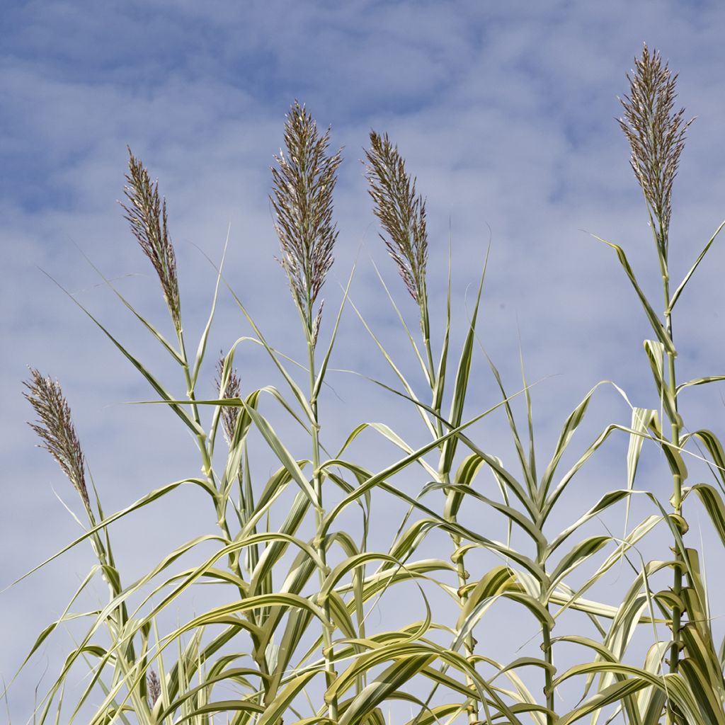 Arundo donax Aureovariegata - Spanisches Rohr