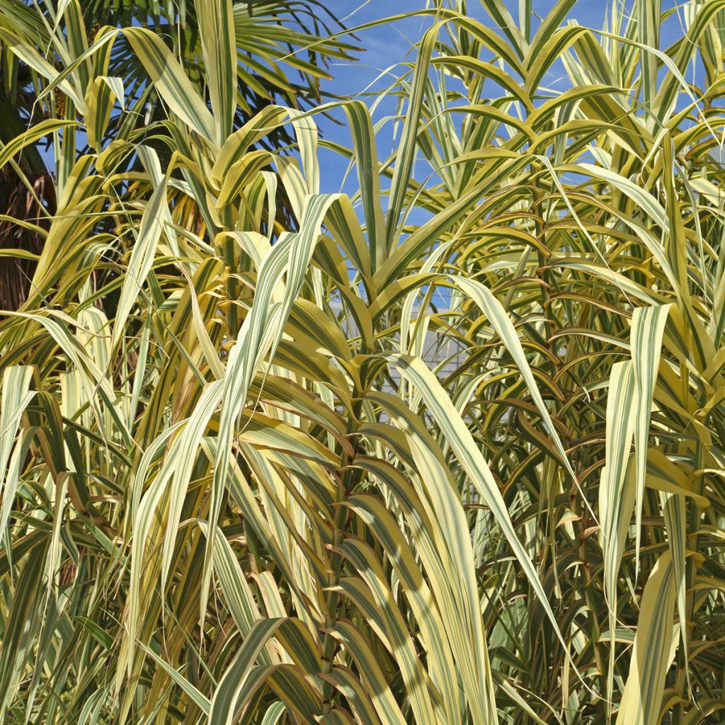 Arundo donax Aureovariegata - Spanisches Rohr