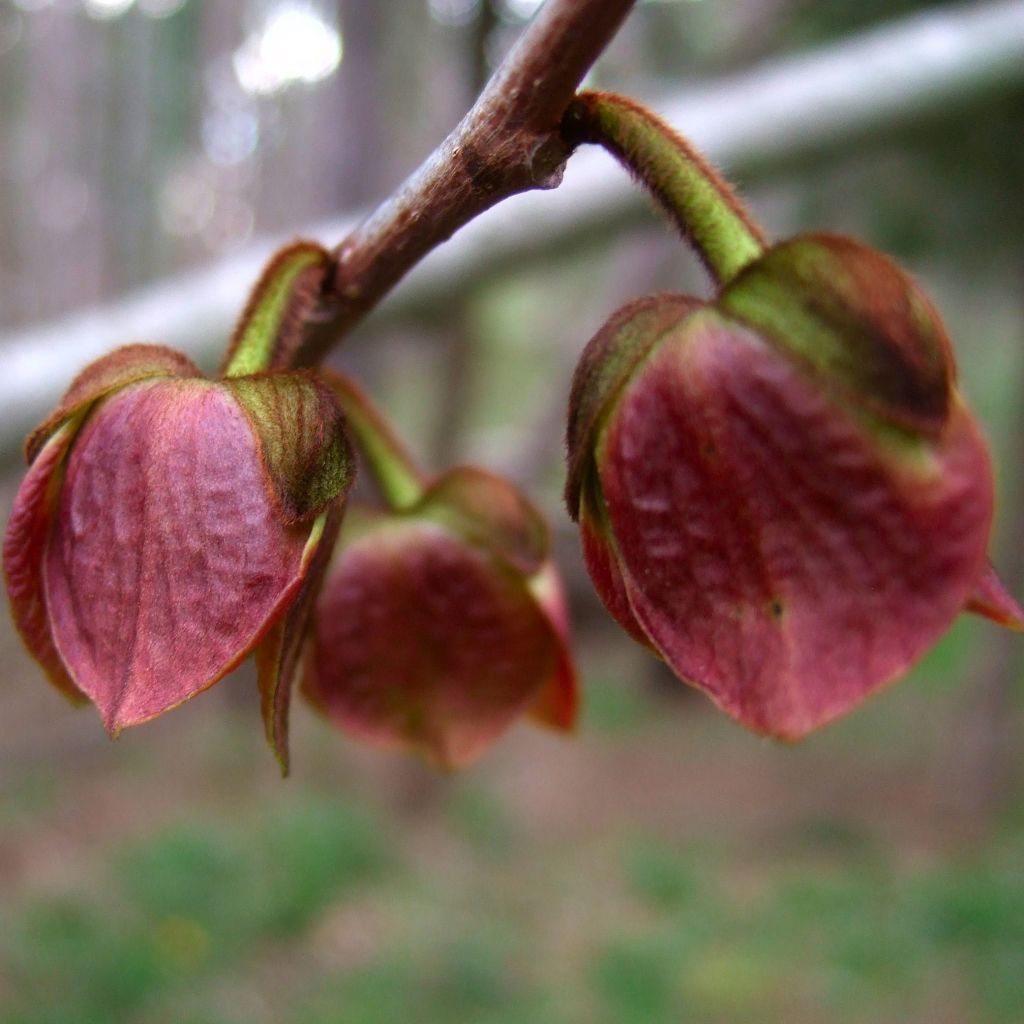 Papau - Asimina triloba