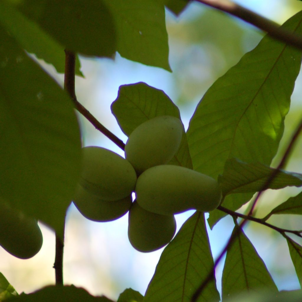 Papau - Asimina triloba