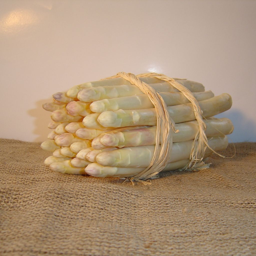 Spargel Argenteuil - Asparagus officinalis