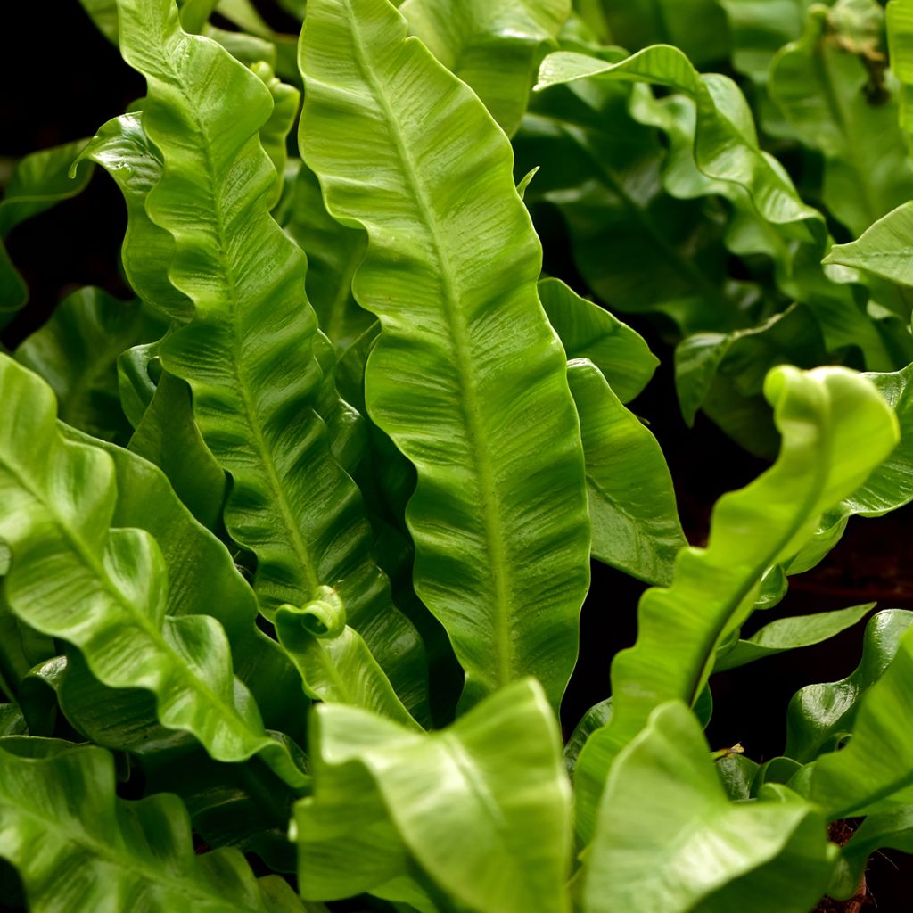 Asplenium nidus Crispy Wave - Fougère nid d'oiseau