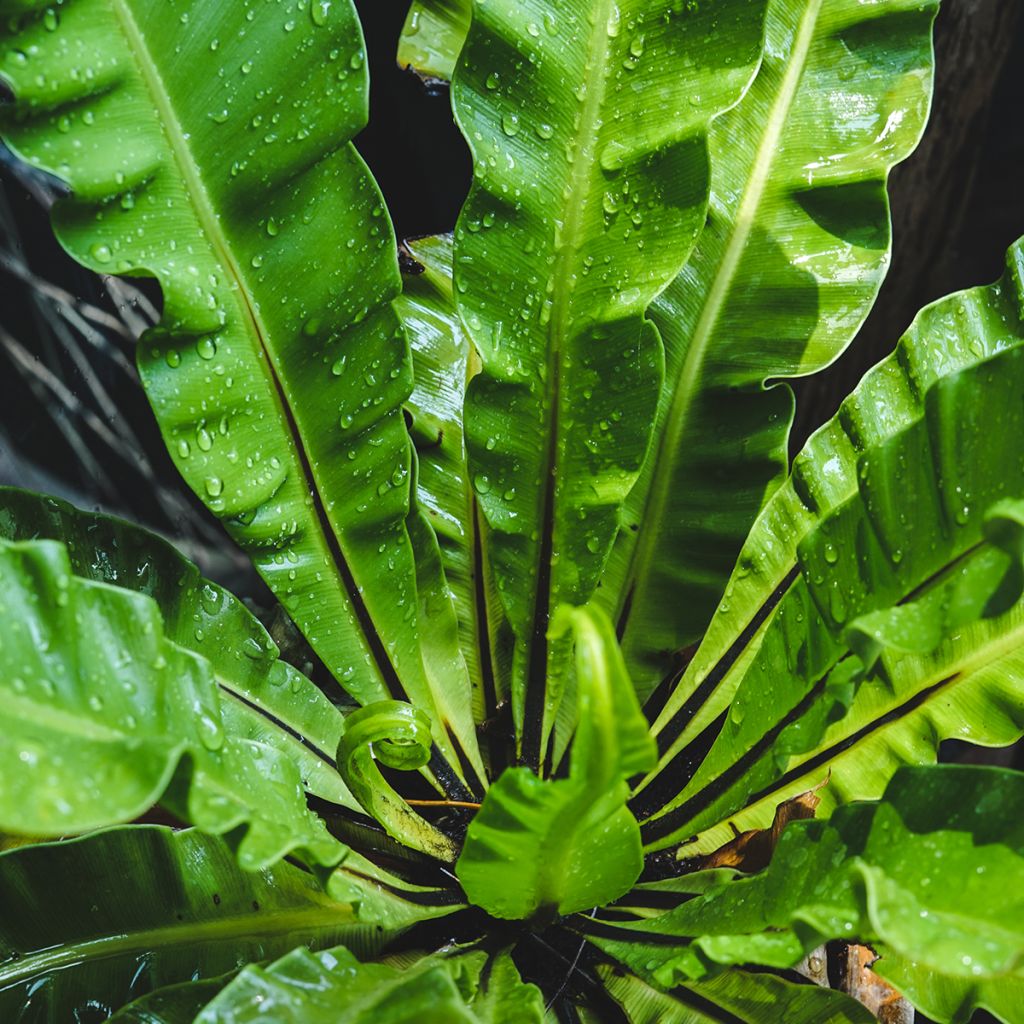 Asplenium nidus - Fougère nid d'oiseau