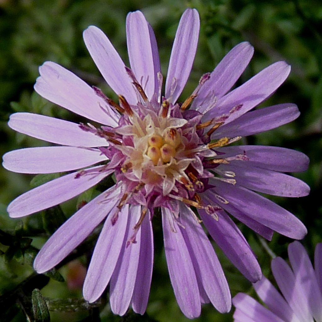 Aster lateriflorus Coombe Fishacre - Herbstaster