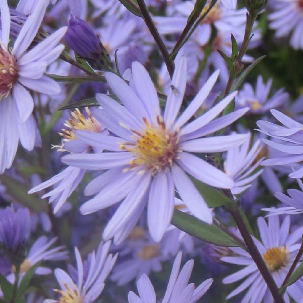Aster cordifolius Blue Heaven