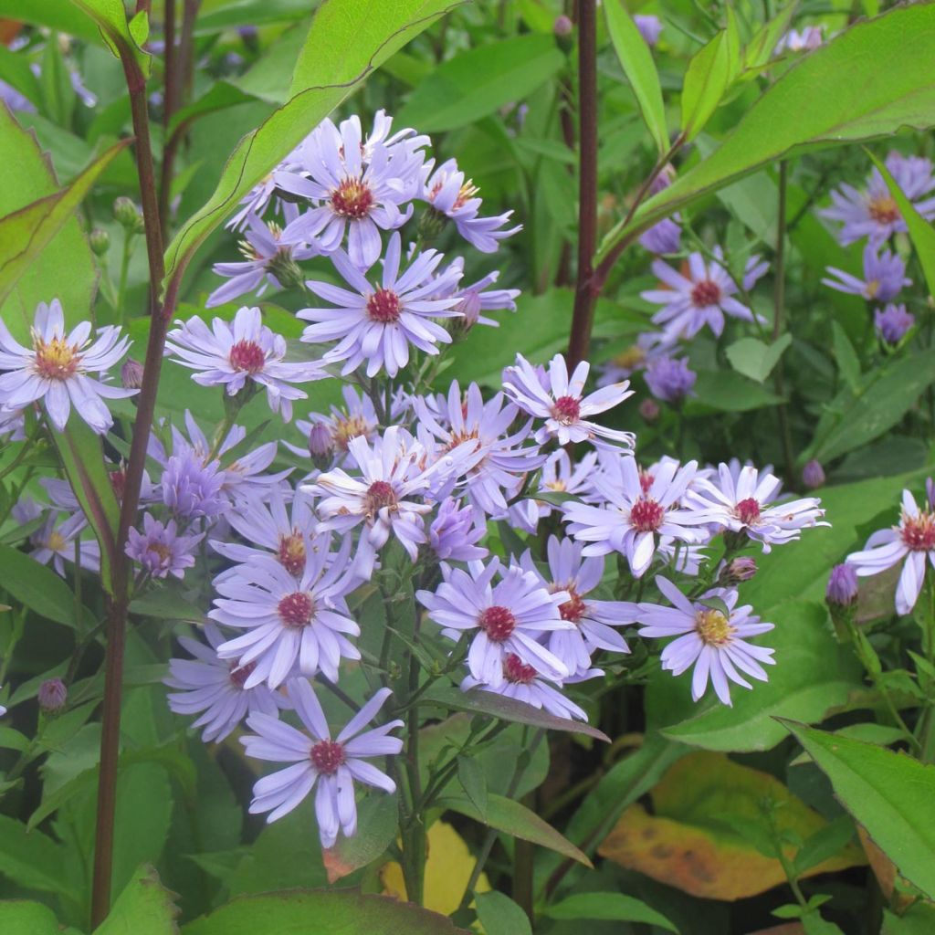 Aster cordifolius Little Carlow - Schleieraster