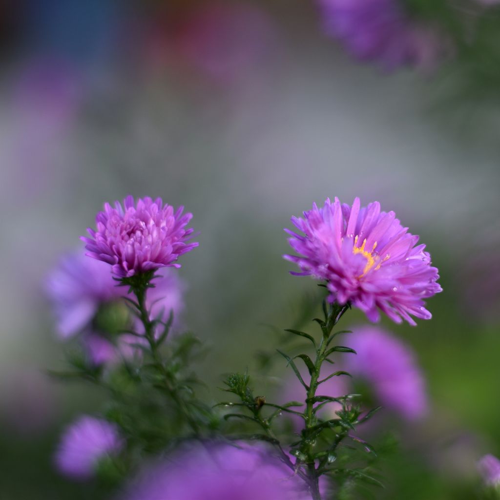 Aster novi-belgii Karmin Kuppel - Glattblatt-Aster