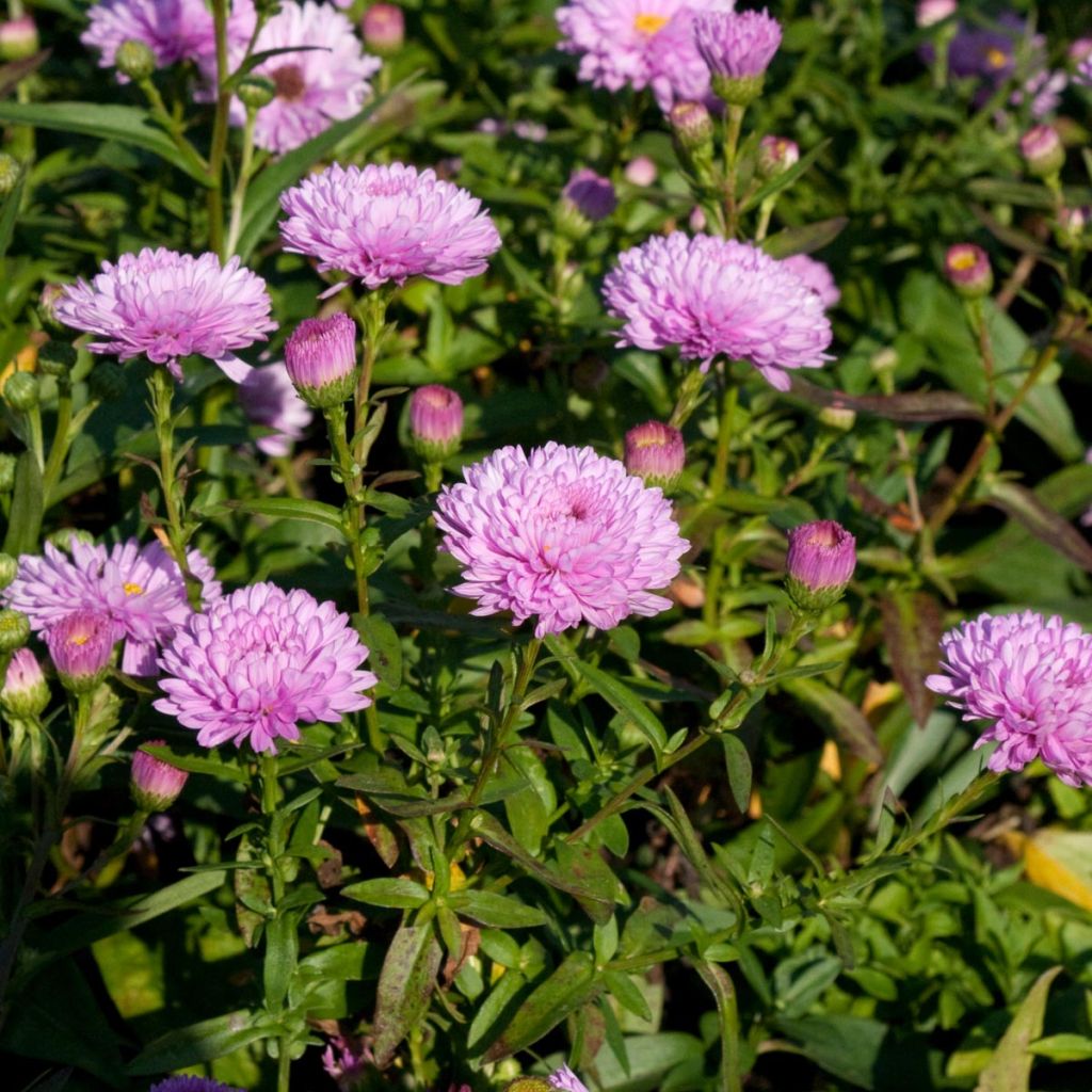 Aster novi-belgii Rosenponpon - Glattblatt-Aster