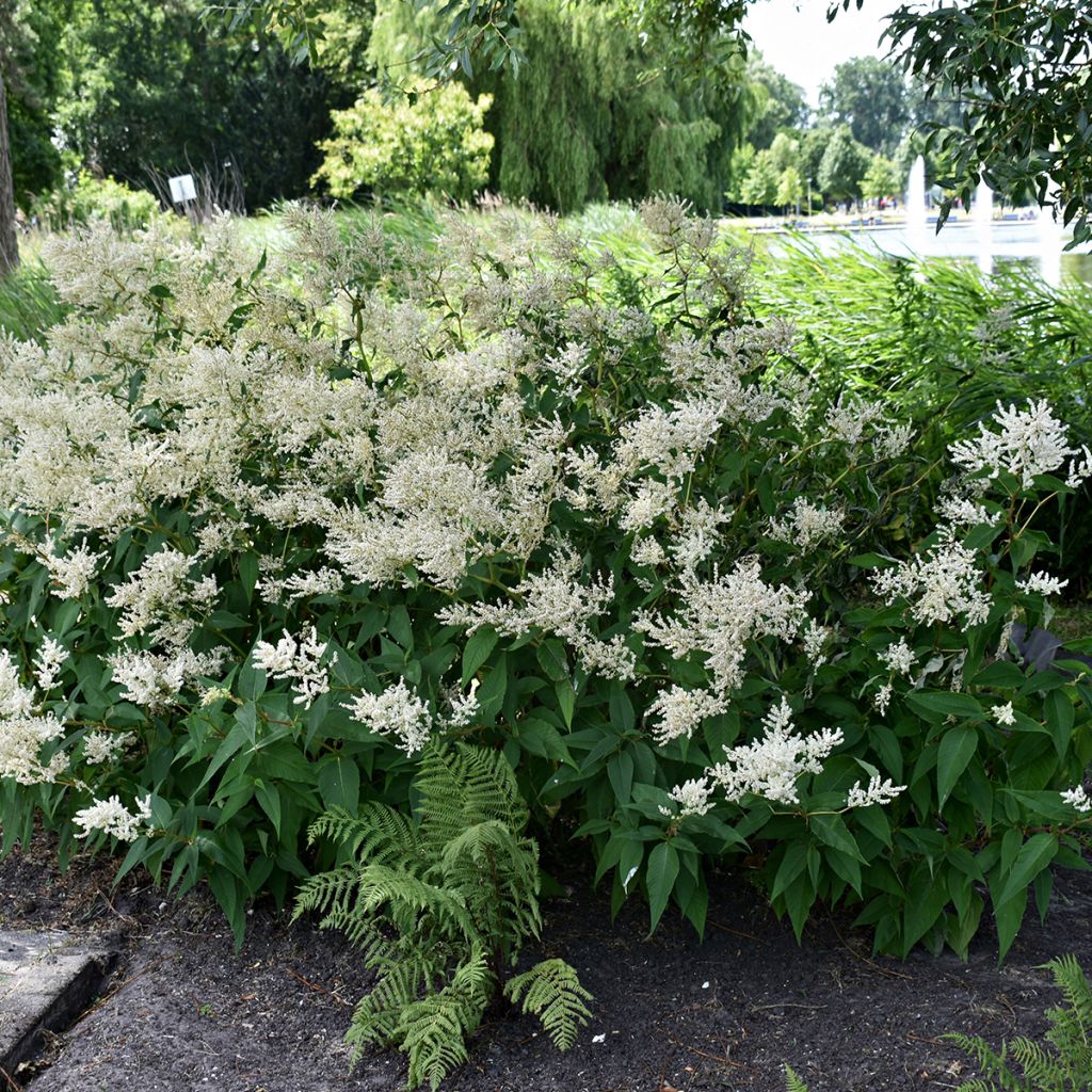Astilbe japonica Deutschland - Prachtspiere