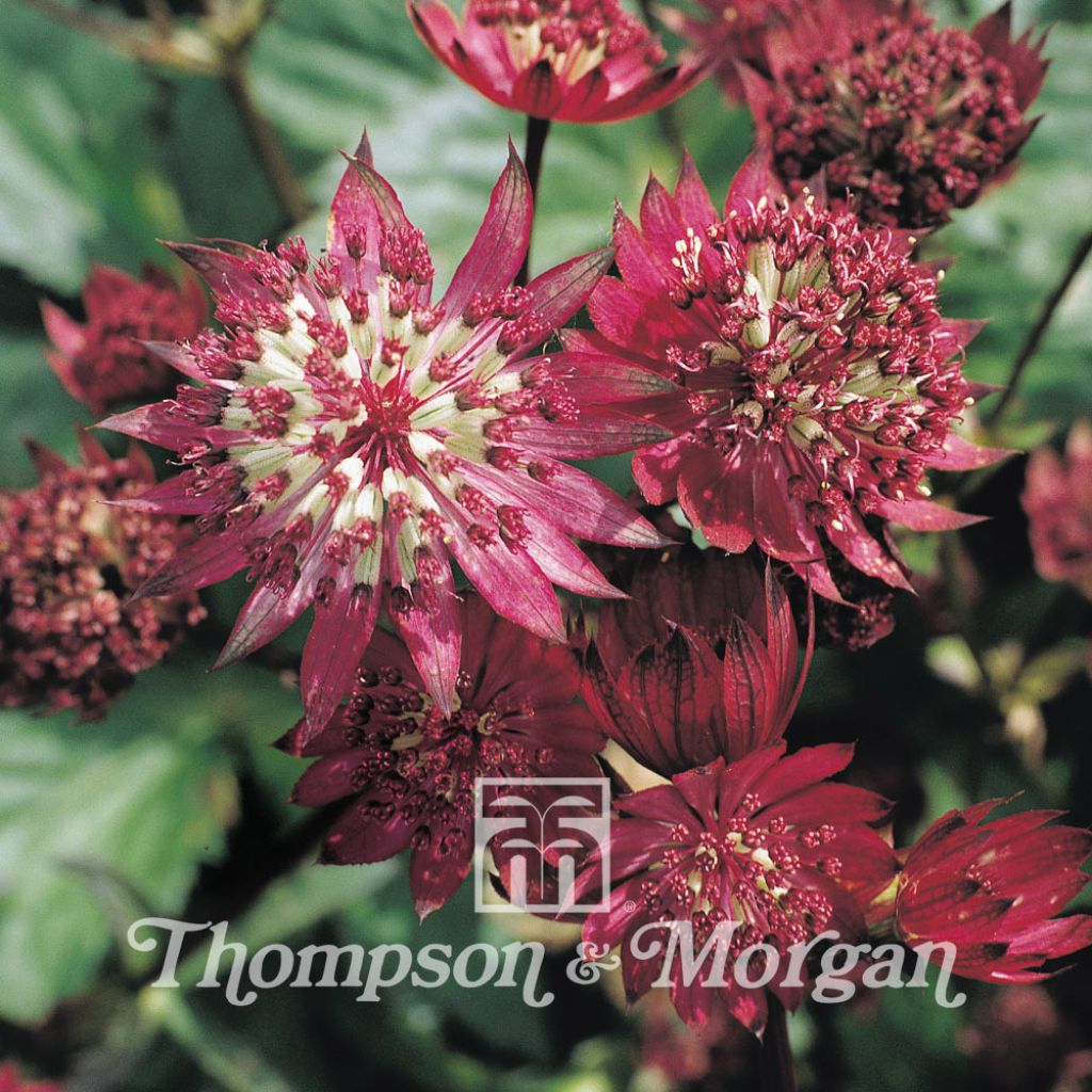 Astrantia Ruby Cloud (Samen) - Sterndolde