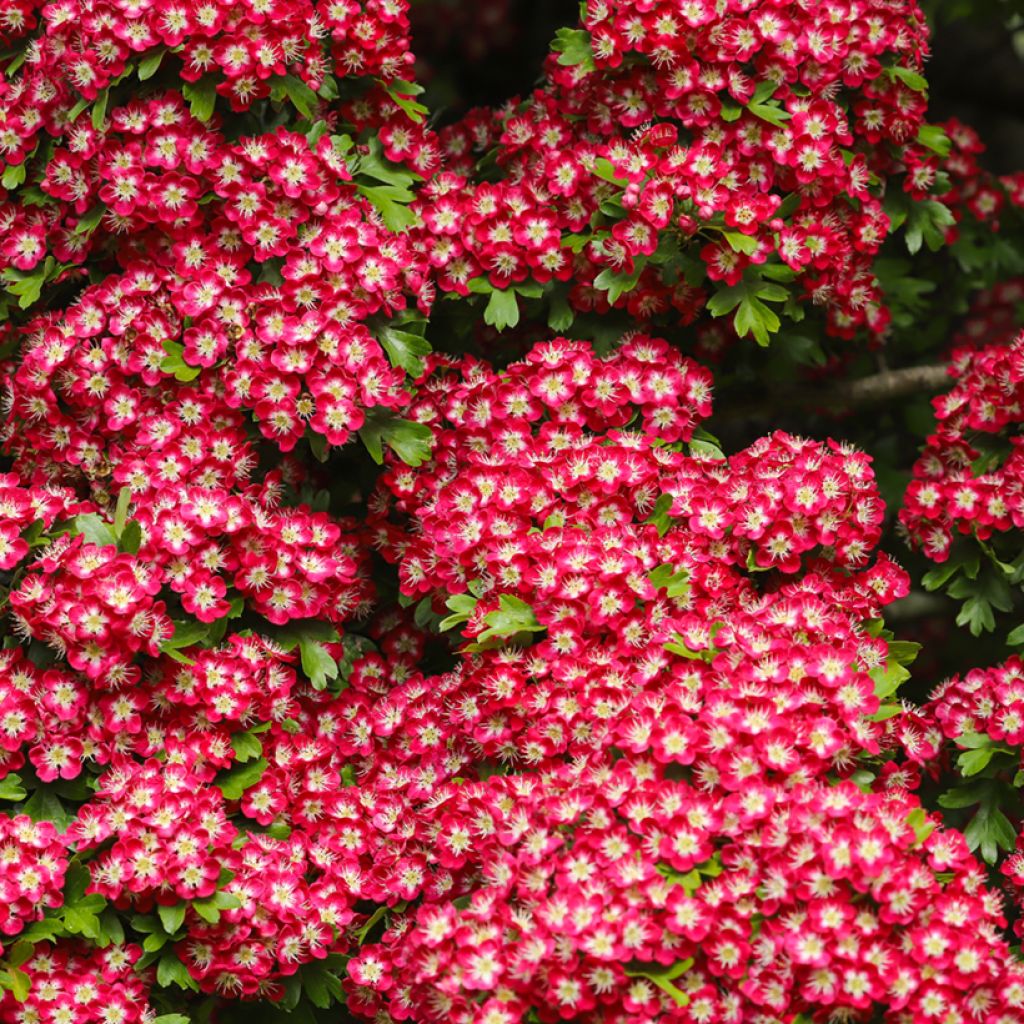Crataegus laevigata Crimson Cloud - Zweigriffliger Weißdorn