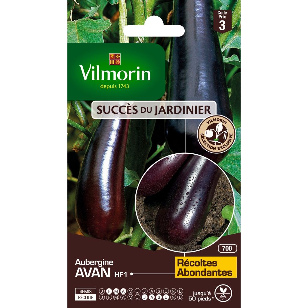 Aubergine Avan F1 - Vilmorin
