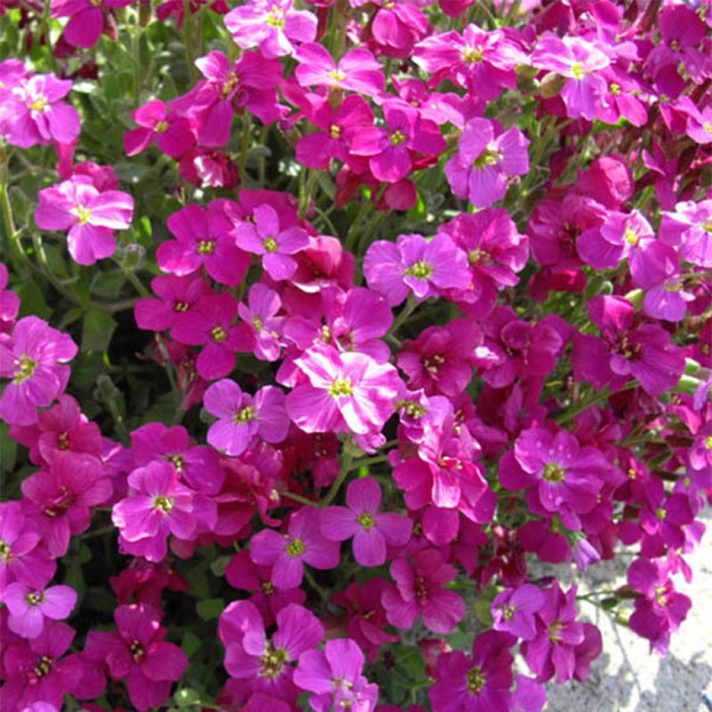 Blaukissen Bressingham Red - Aubrieta