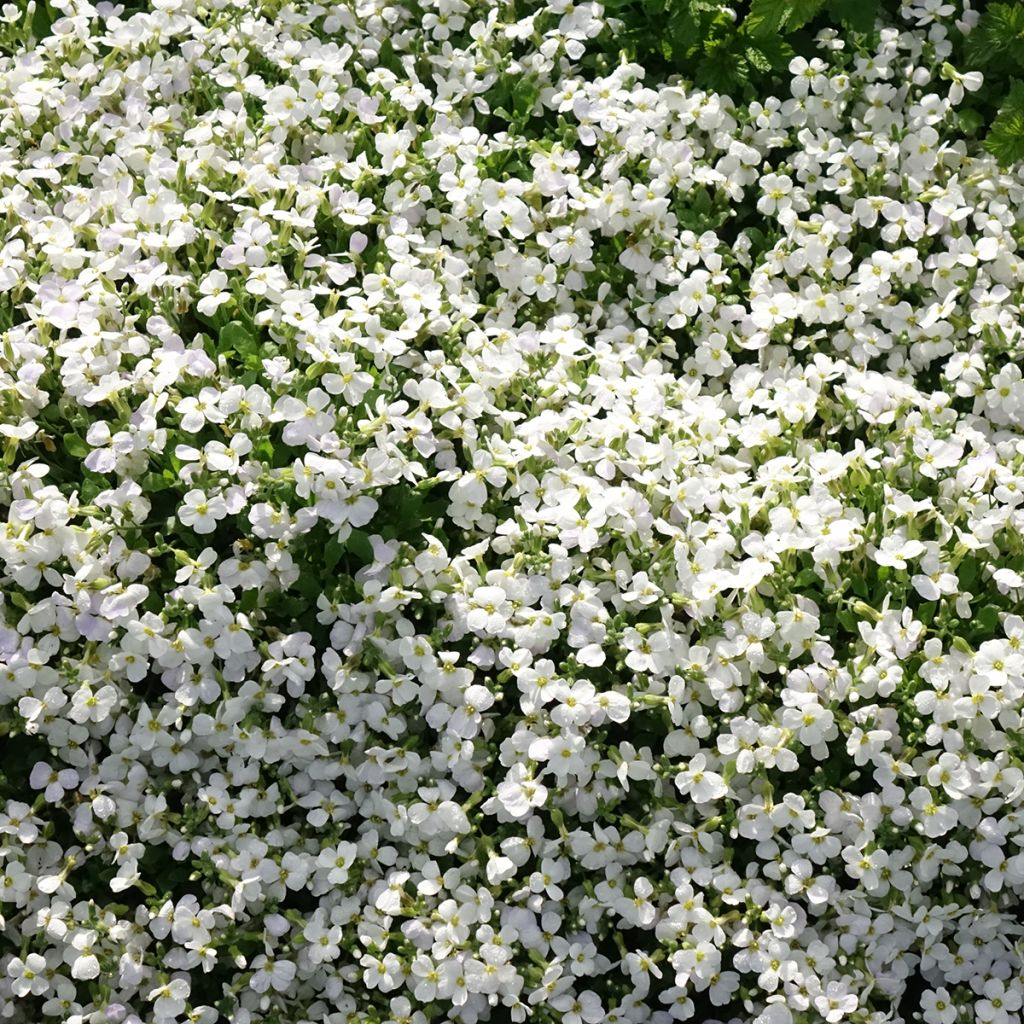 Blaukissen Kitte White - Aubrieta
