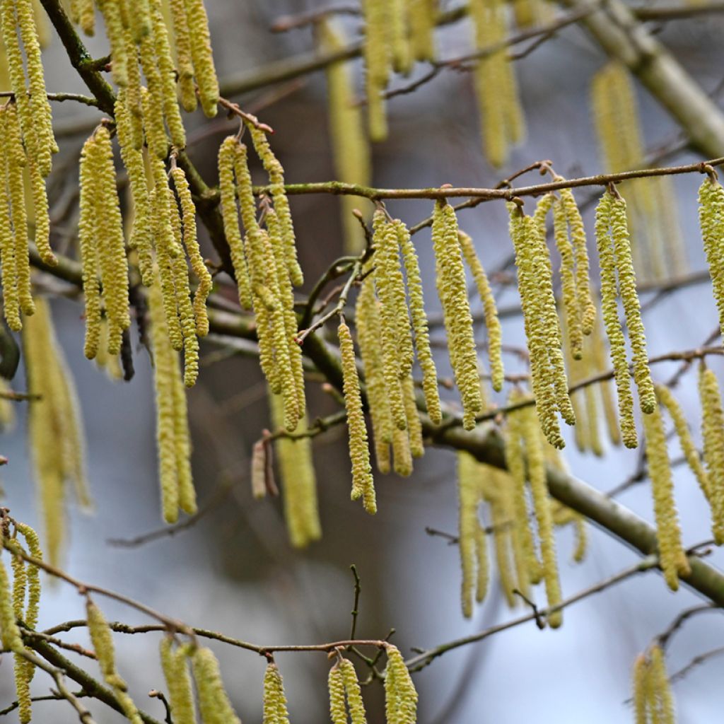 Alnus glutinosa - Schwarz-Erle