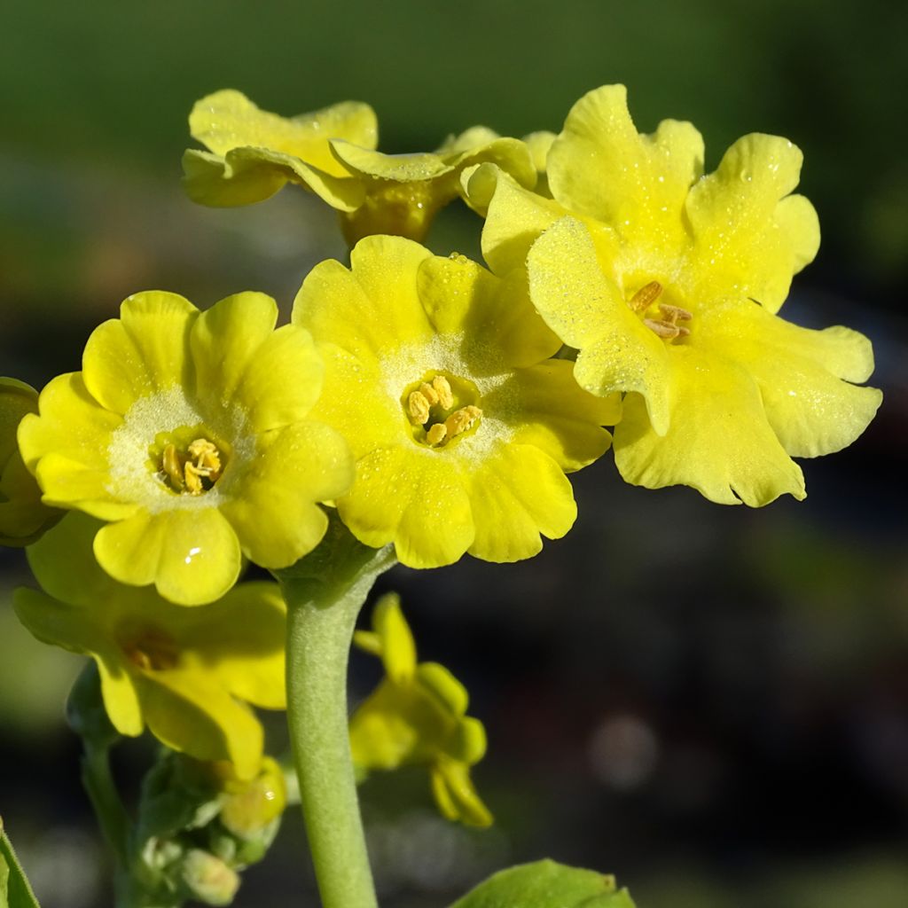 Auricule des jardins - Primula x pubescens