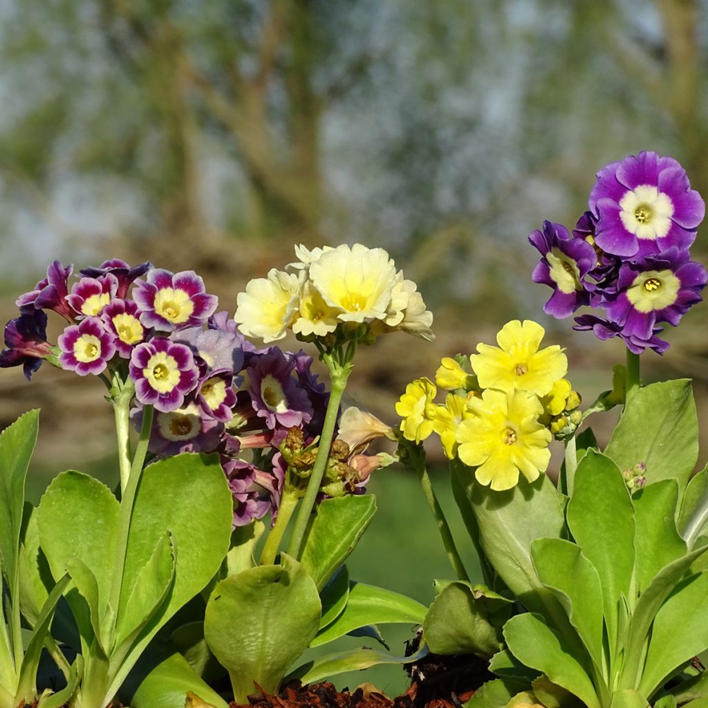 Auricule des jardins - Primula x pubescens