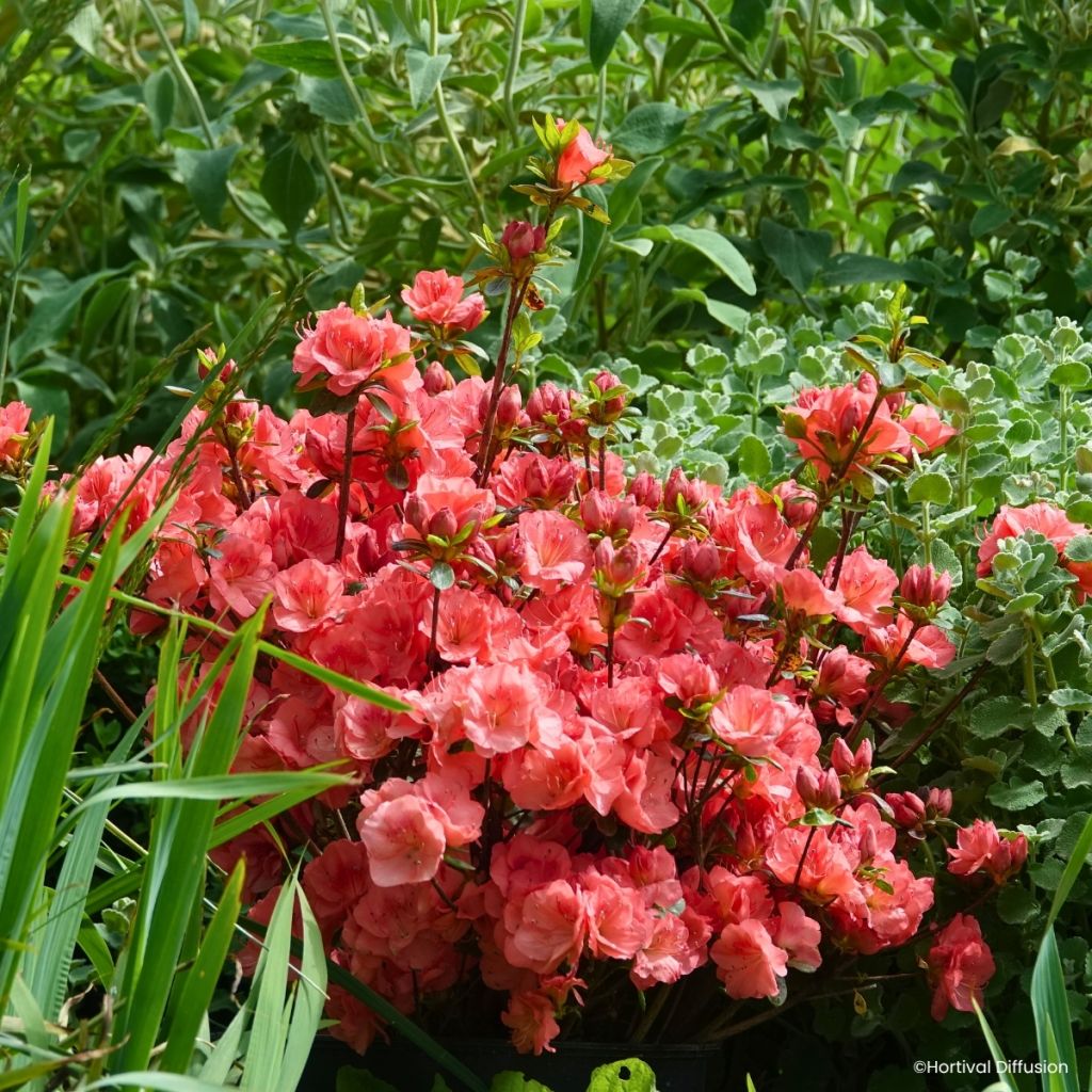 Japanische Azalee Flash Dance Salmon - Azalea