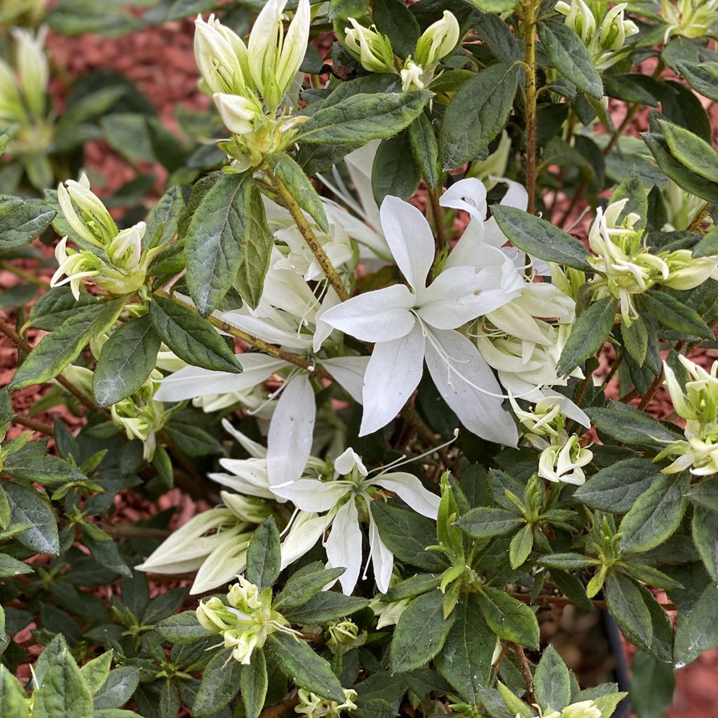 Japanische Azalee Koromo shikibu White - Azalea