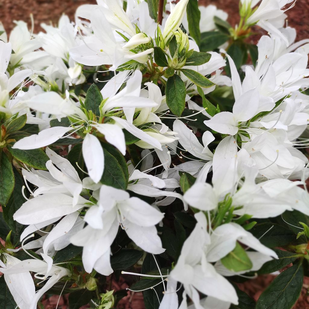 Japanische Azalee Koromo shikibu White - Azalea