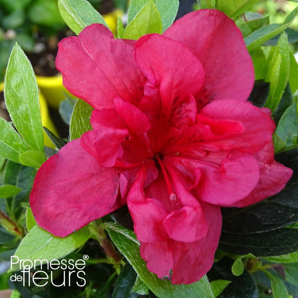 Japanische Azalee ENCORE Autumn Fire - Azalea