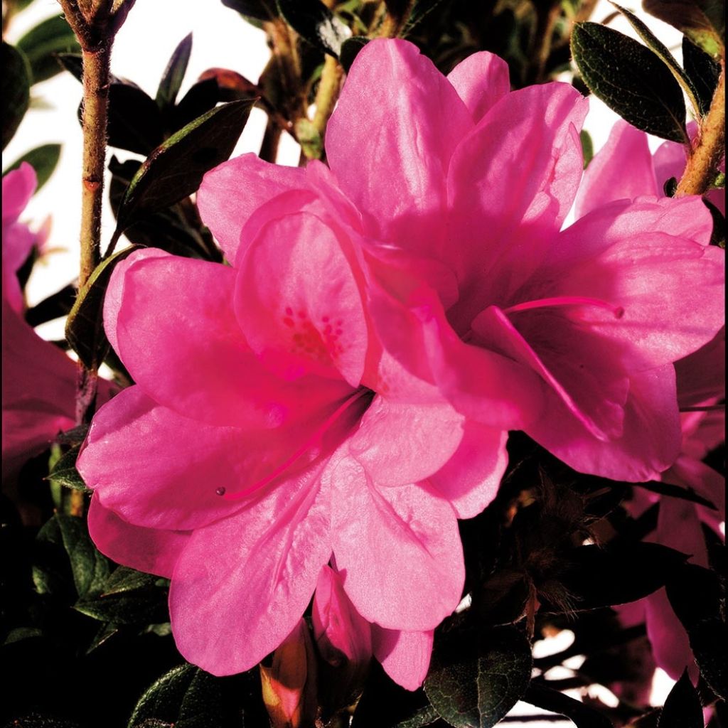 Azalée hybride ENCORE® Empress