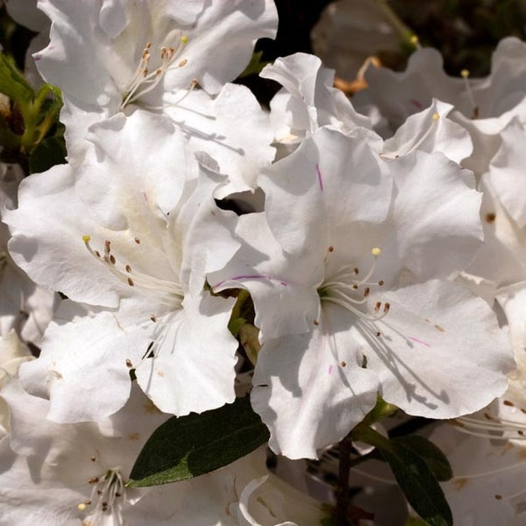 Japanische Azalee ENCORE Lily - Azalea