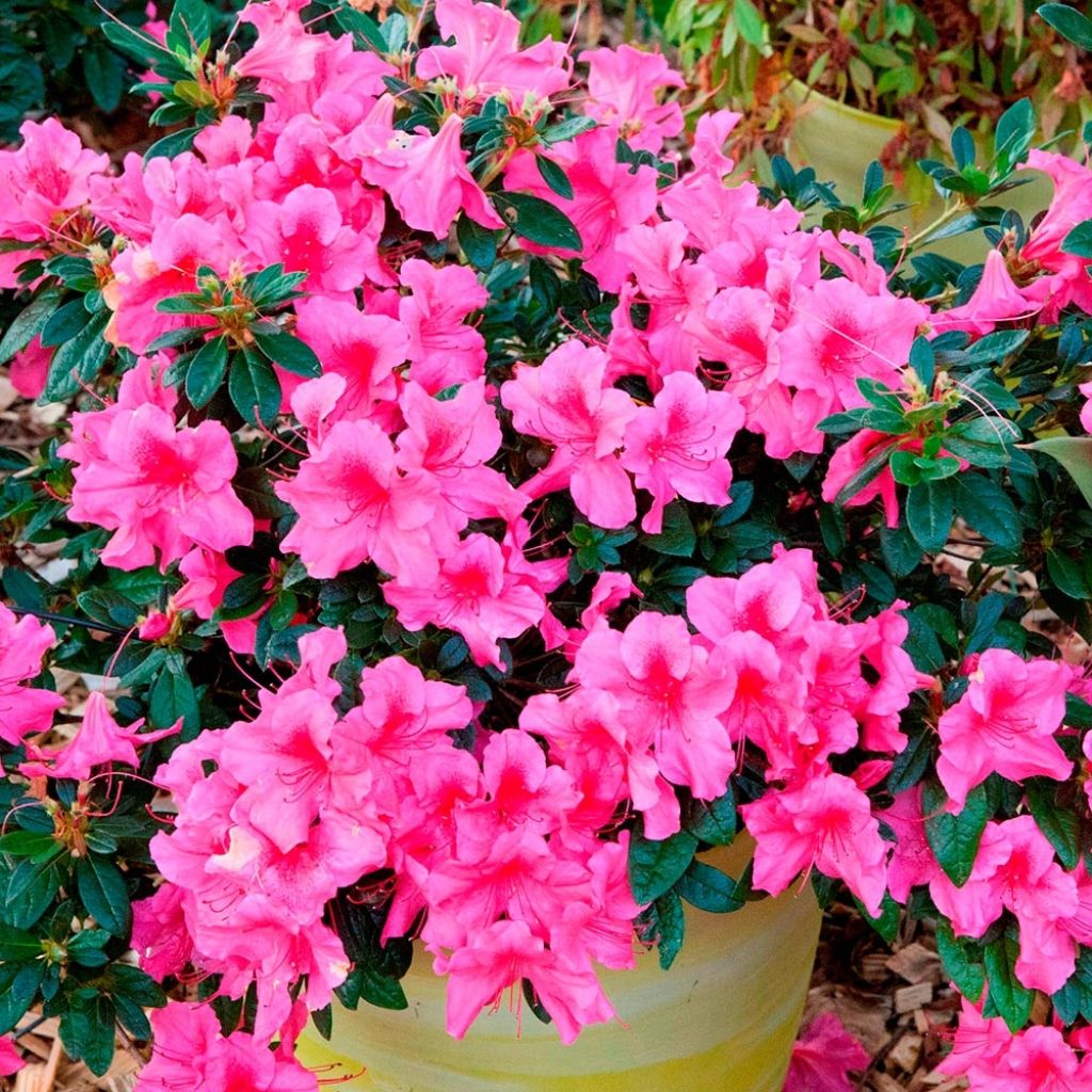 Japanische Azalee ENCORE Sundance - Azalea