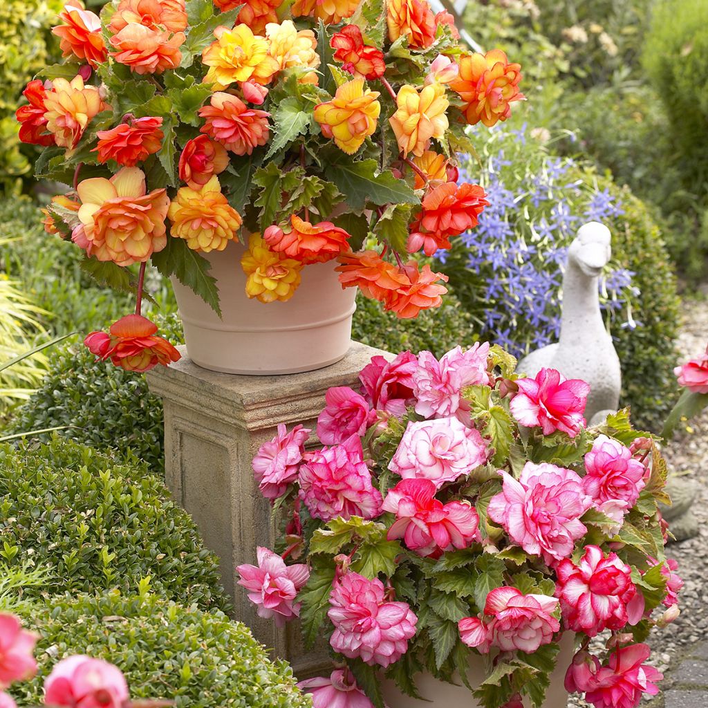 Begonie Balcony mix 2 Farben - Begonia pendula