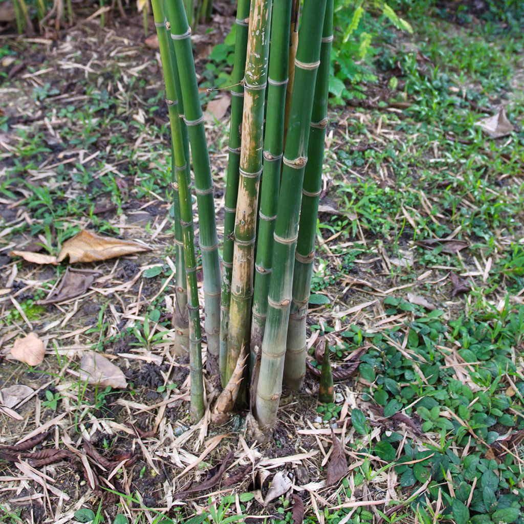Bambusa glaucescens - Bambus